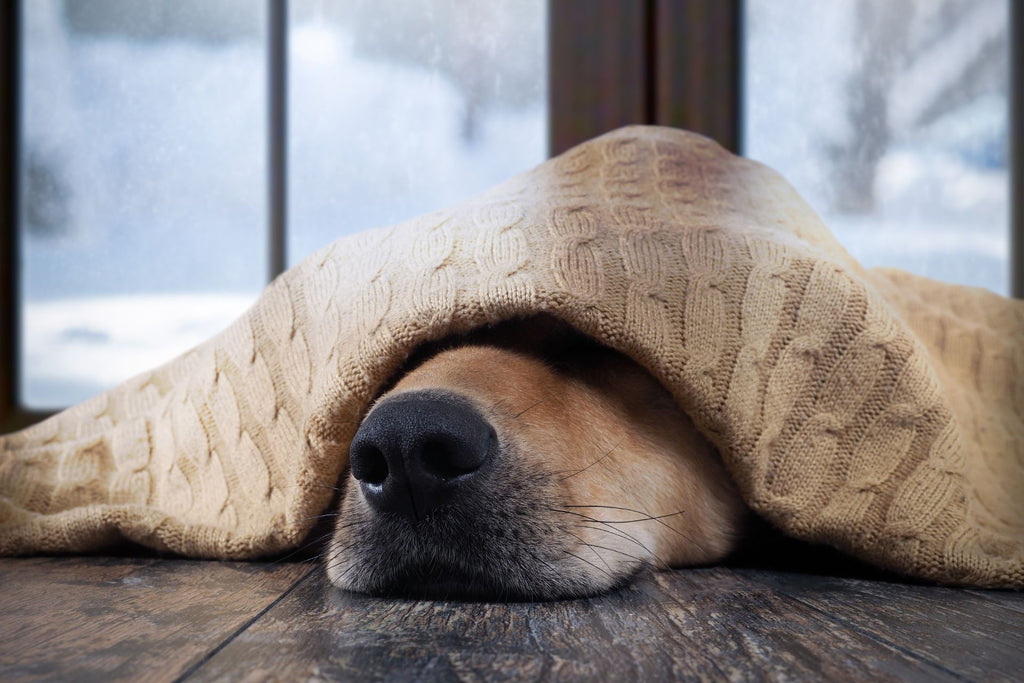 Ab welcher Temperatur brauchen Hunde Mäntel?
