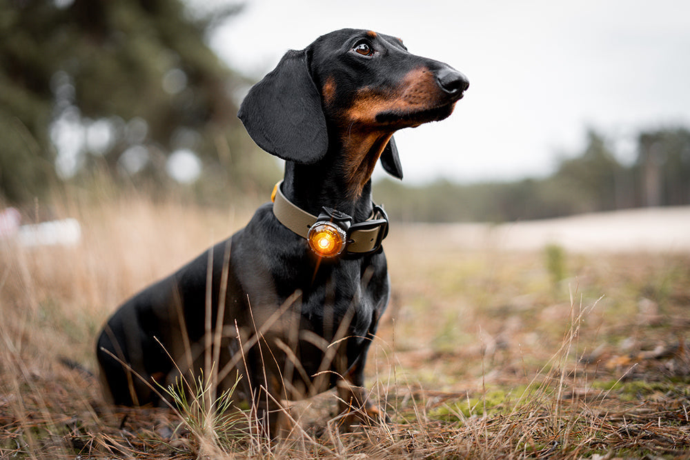 Mit dem Orbiloc Dog Dual bleibt dein Hund sichtbar - und du entspannt