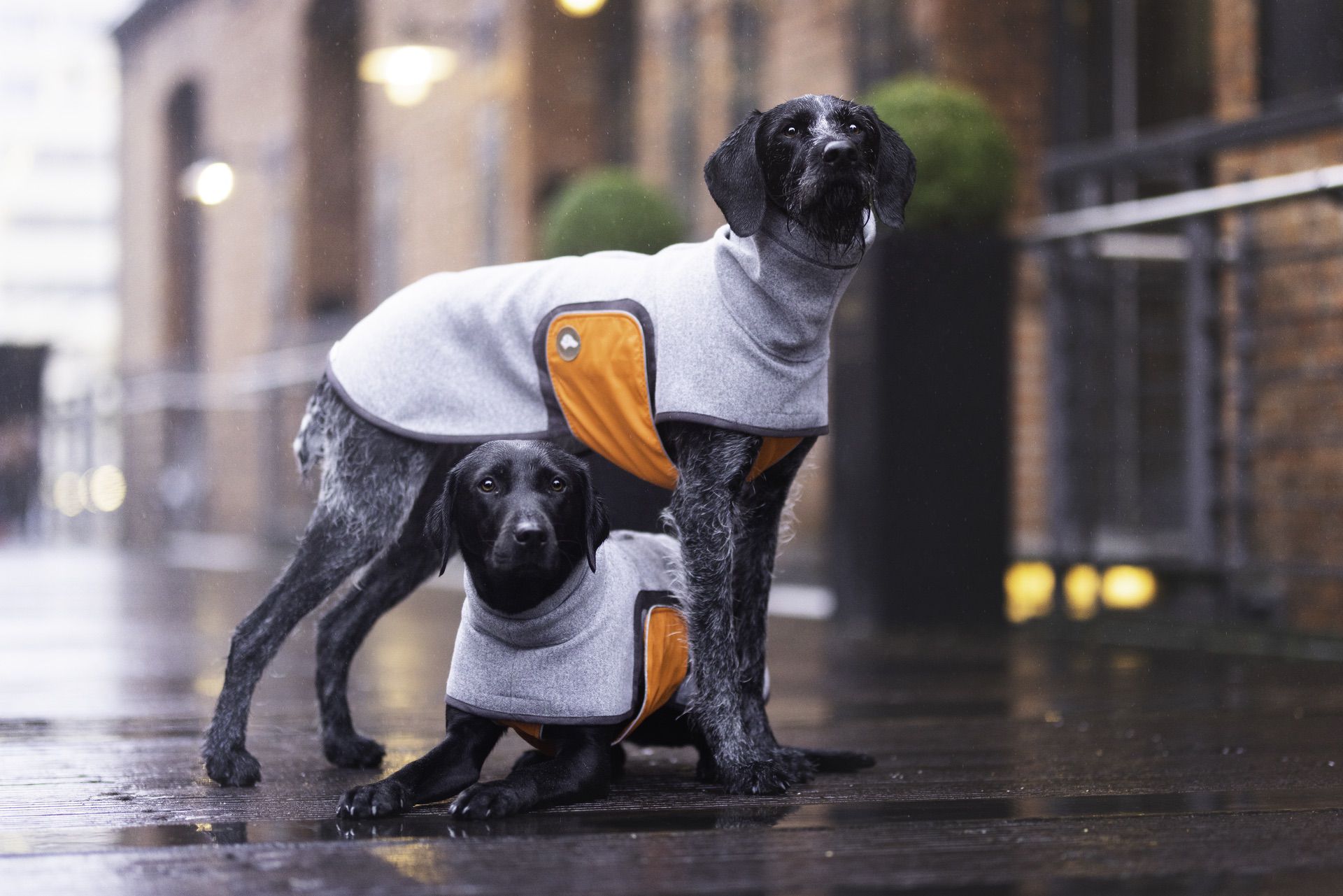 Hundepullover
