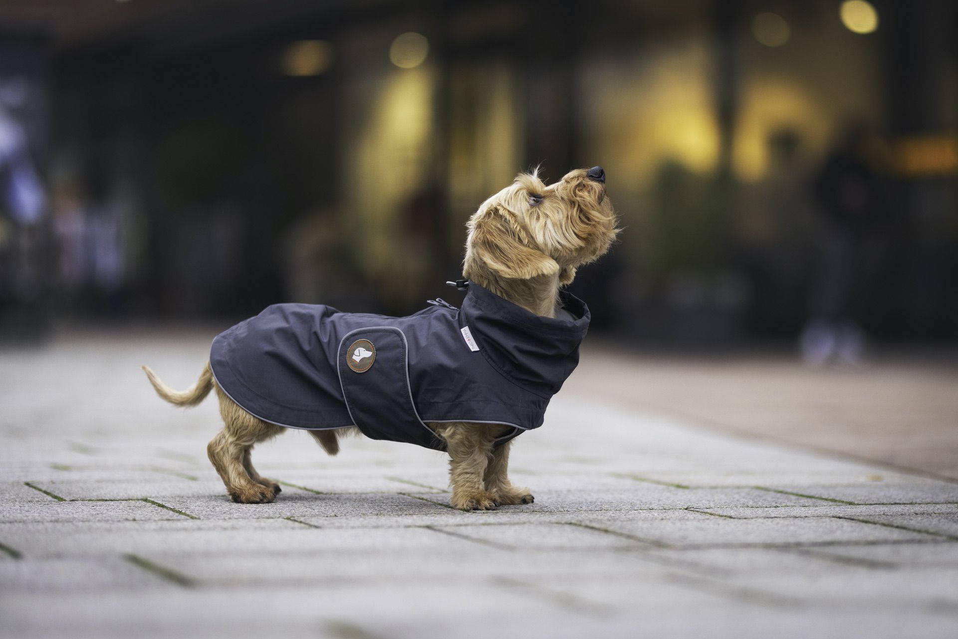Regenmantel Cooper für Dackel