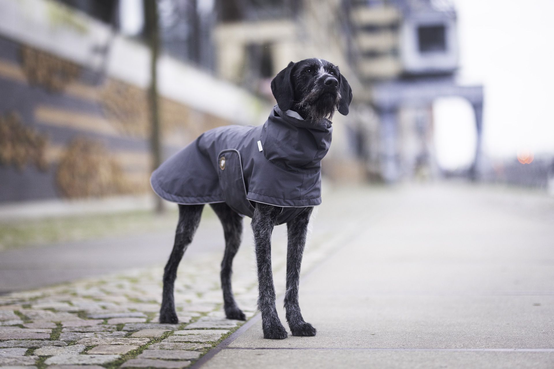 Hunderegenmantel