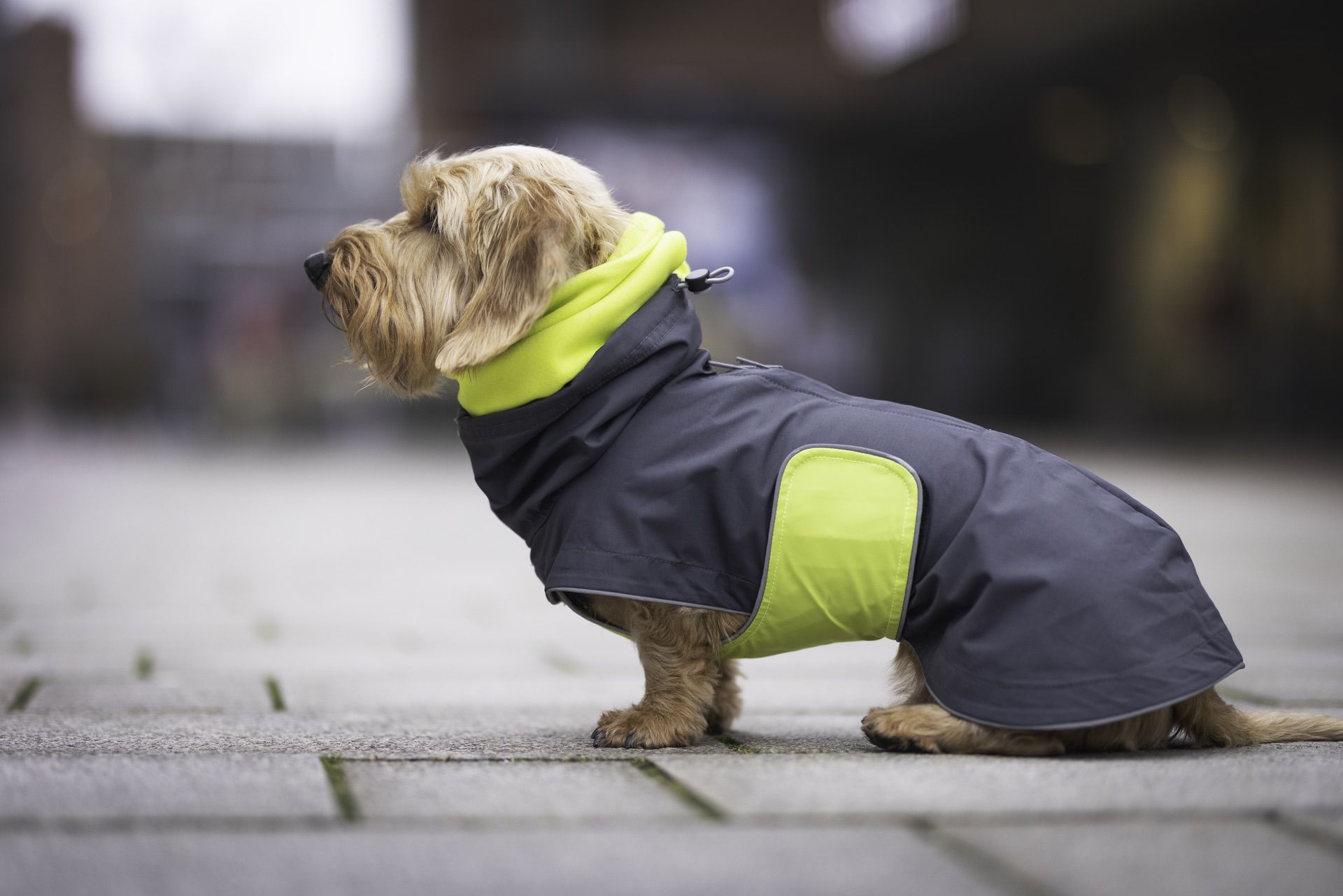 Hundemantel für kleine Hunde