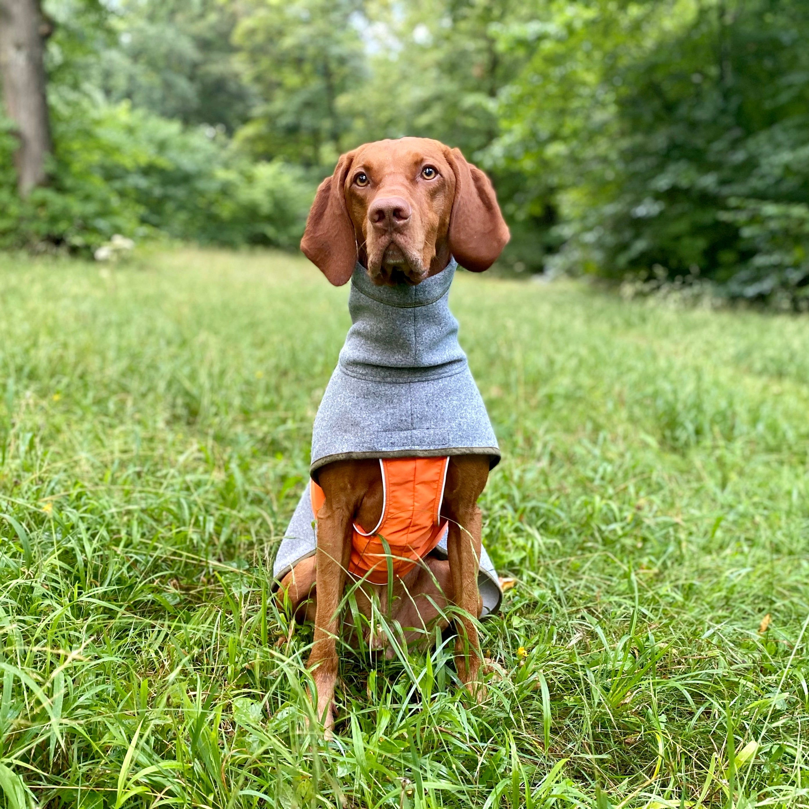 Hundemantel für große Hunde