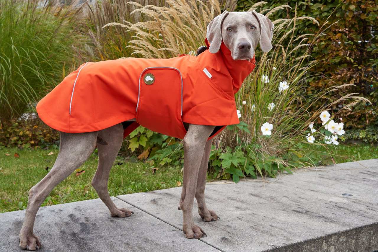 Dog Raincoat Cooper in Pumpkin Orange