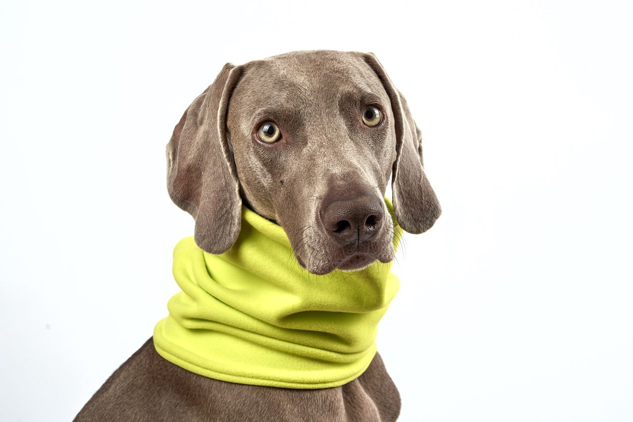 Fleece-Loop mit Halsbandeingriff