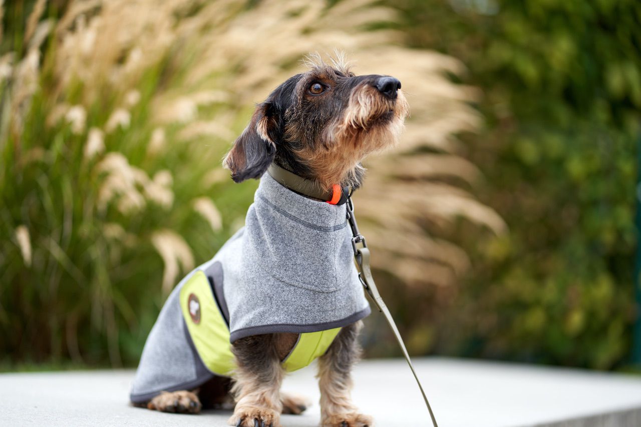 Dackelmantel #Anthrazit_Lemon