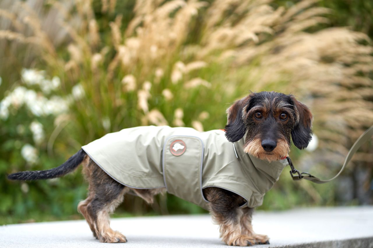 Dachshund raincoat COOPER, khaki