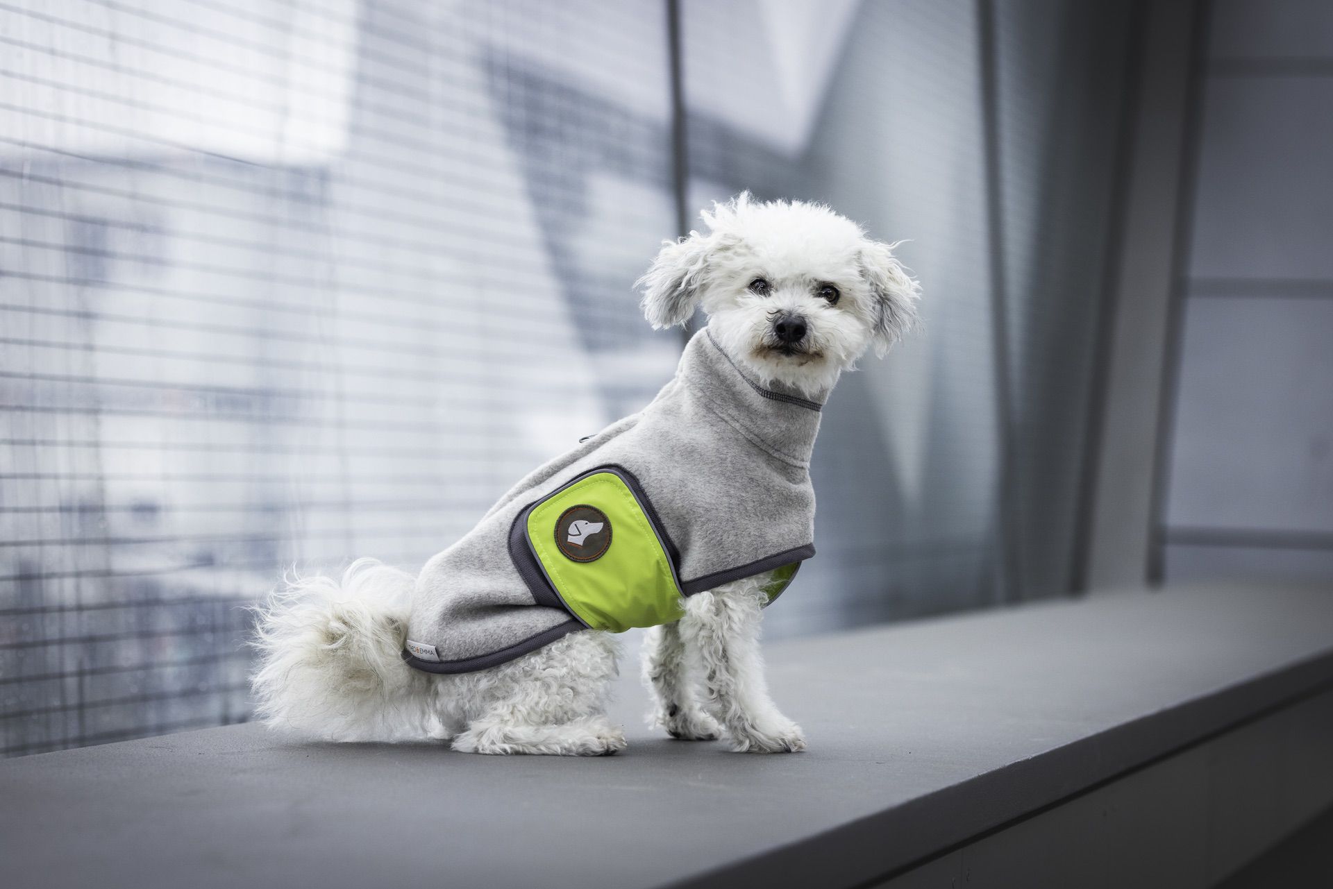 Hundemantel für kleine Hunde