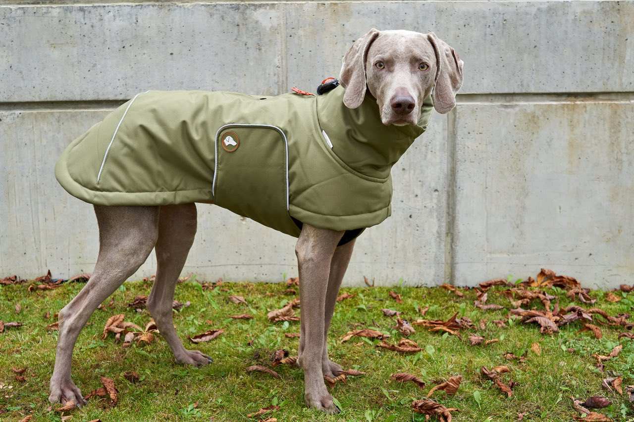 Hundewintermantel Oliv