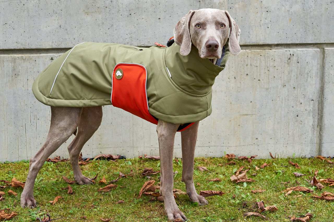 Hundewintermantel oliv pumpkin orange