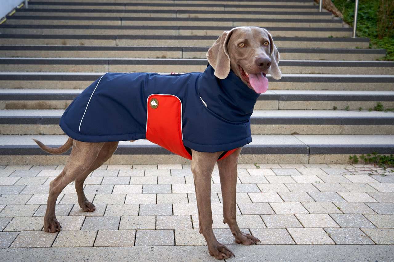 Hundewintermantel blau pumpkin orange