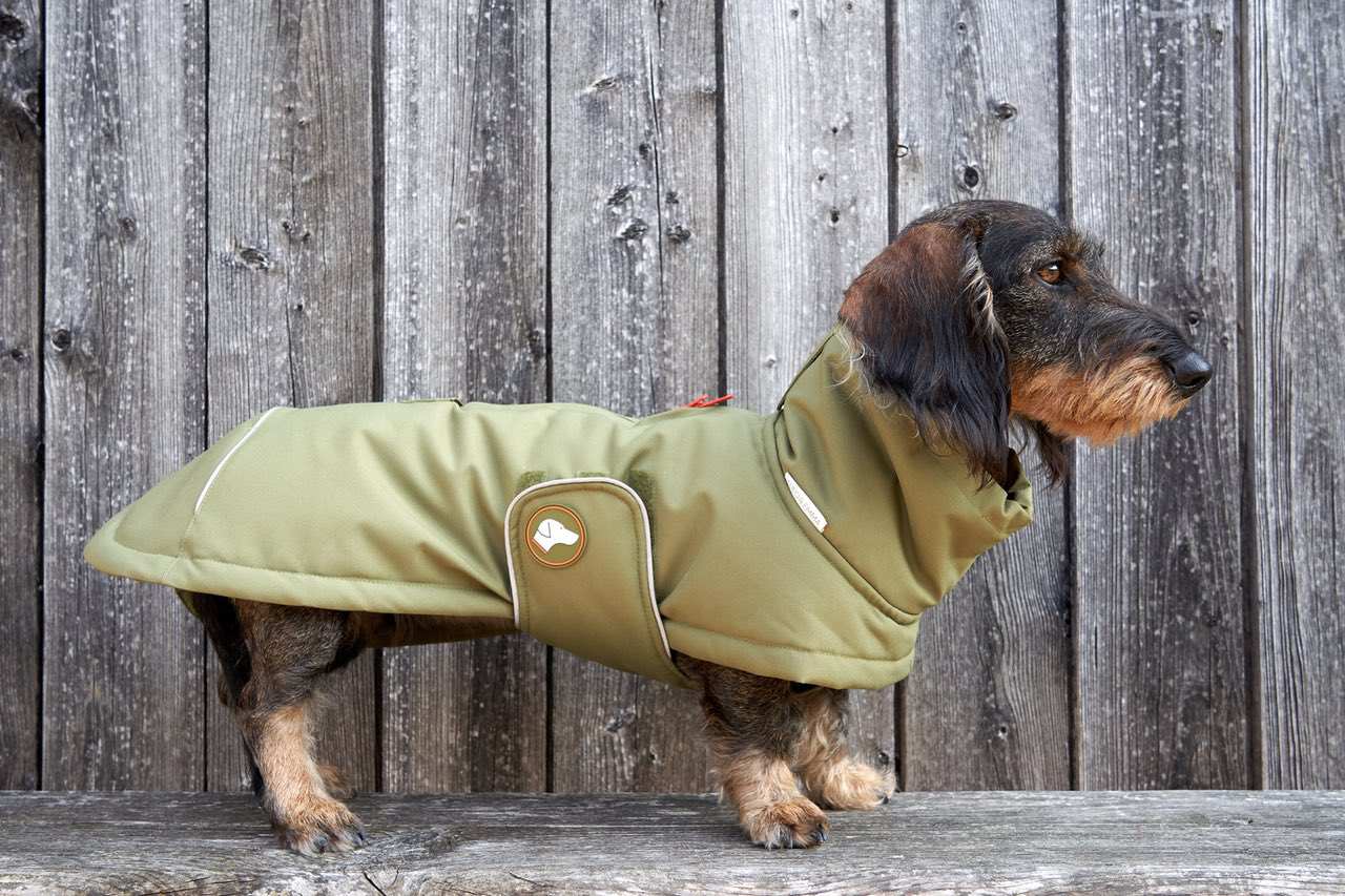 Dackel-Wintermantel Oskar in Olive Branch