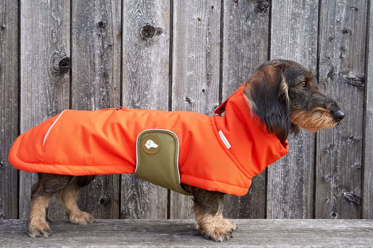 Dackelwintermantel orange olive branch