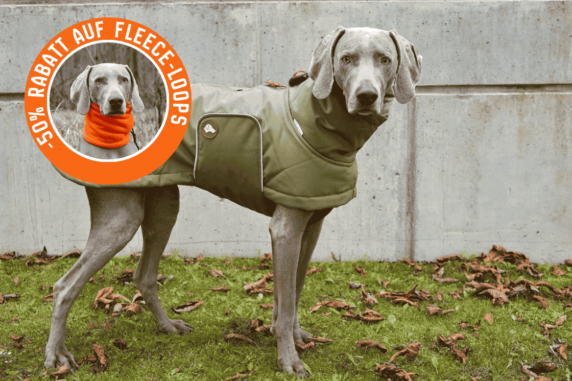 Hunde-Wintermantel Oskar in Olive Branch