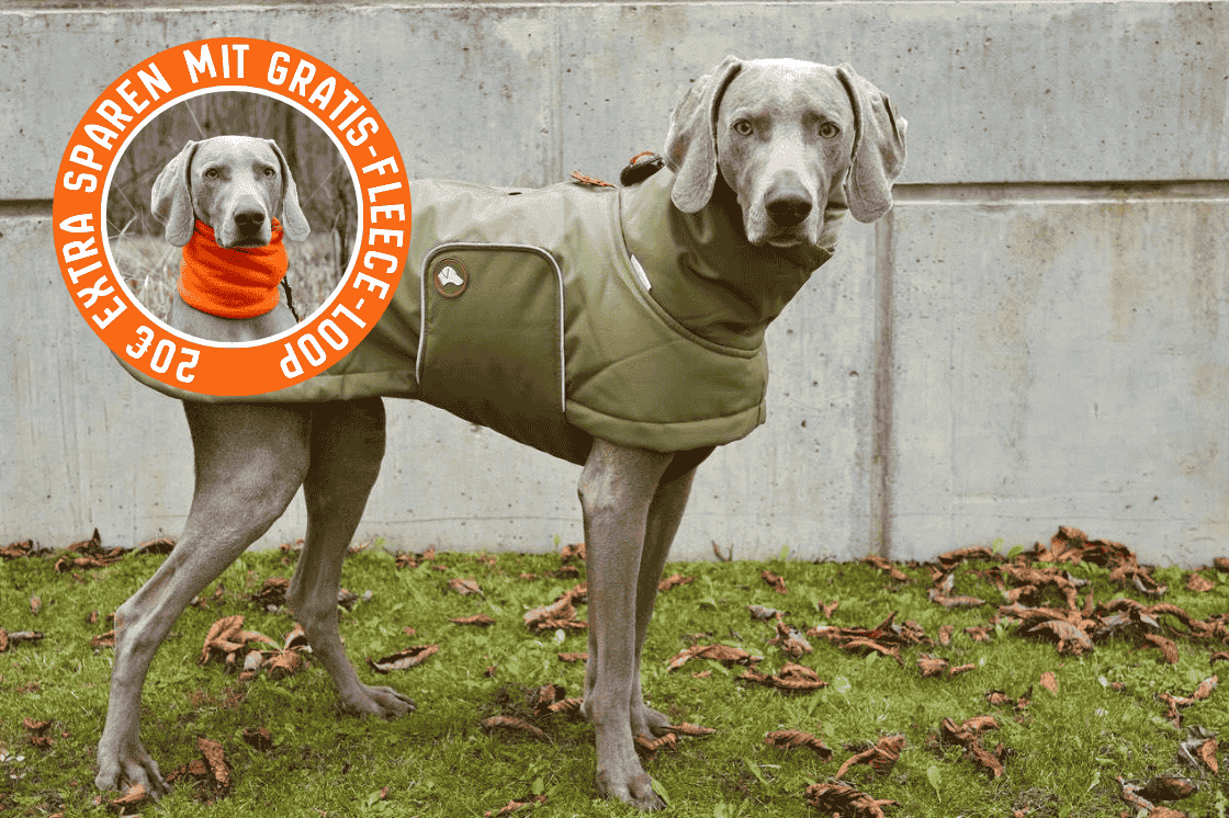 Hunde-Wintermantel Oskar in Olive Branch