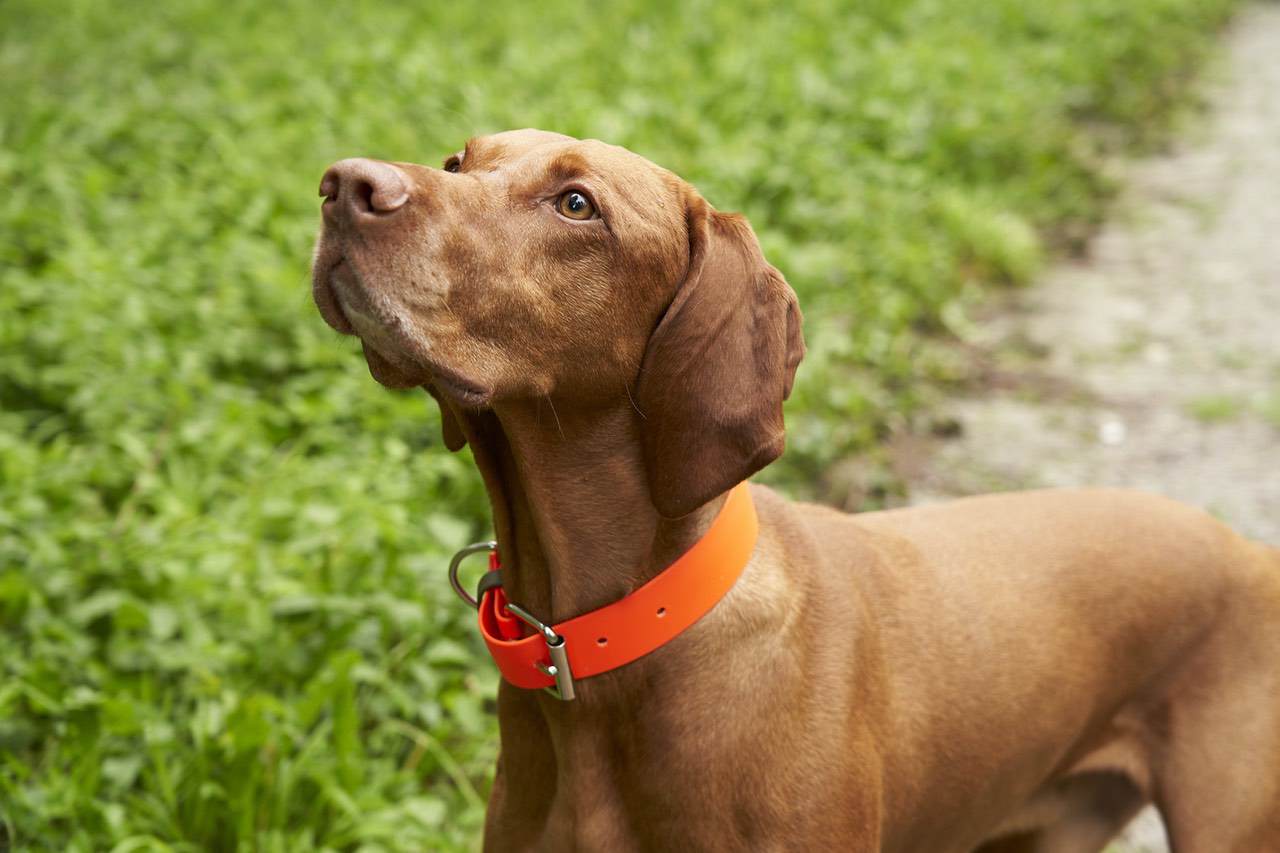 Hundeleinen und Hundehalsbänder