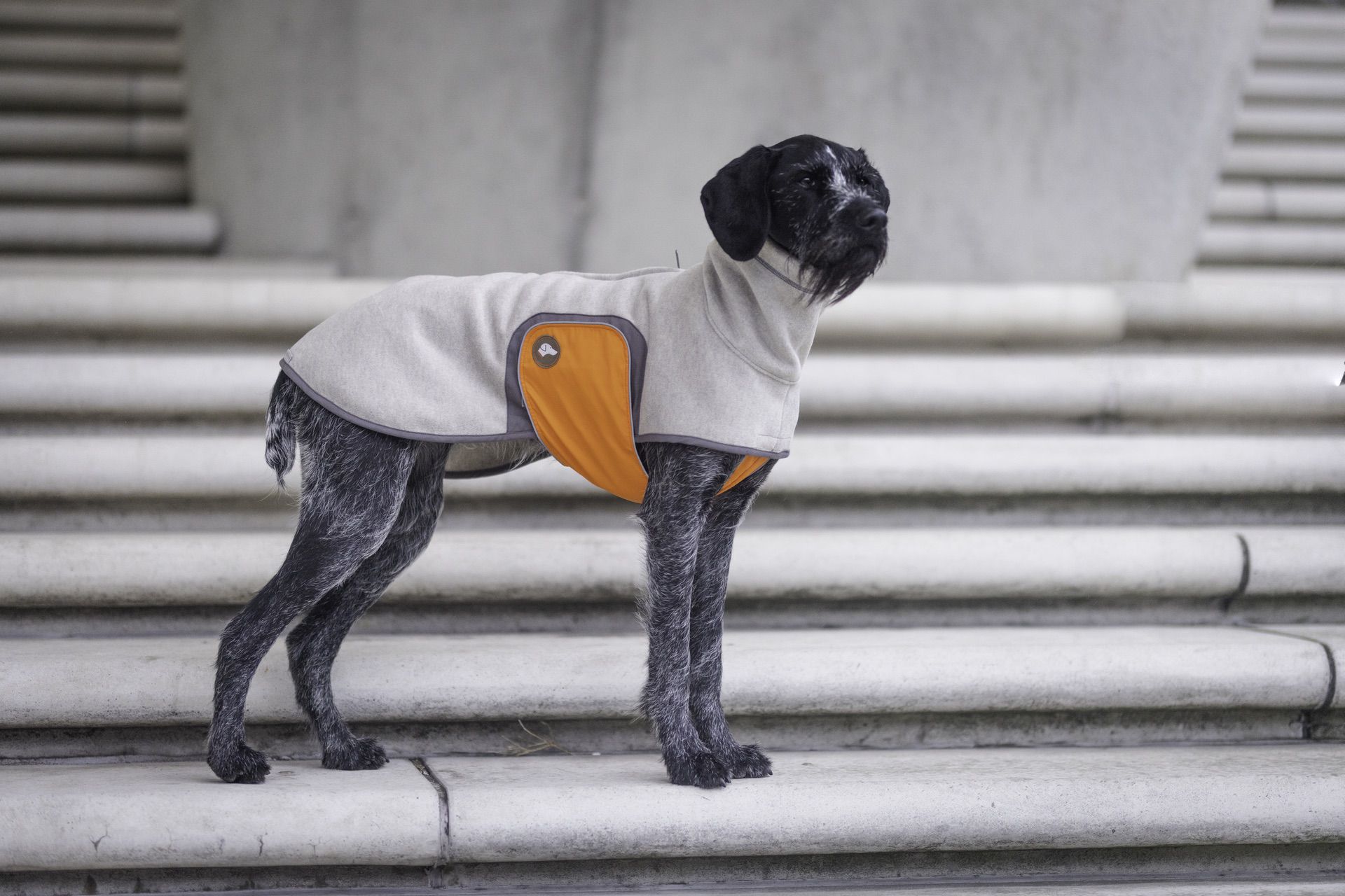 Design Hundemantel