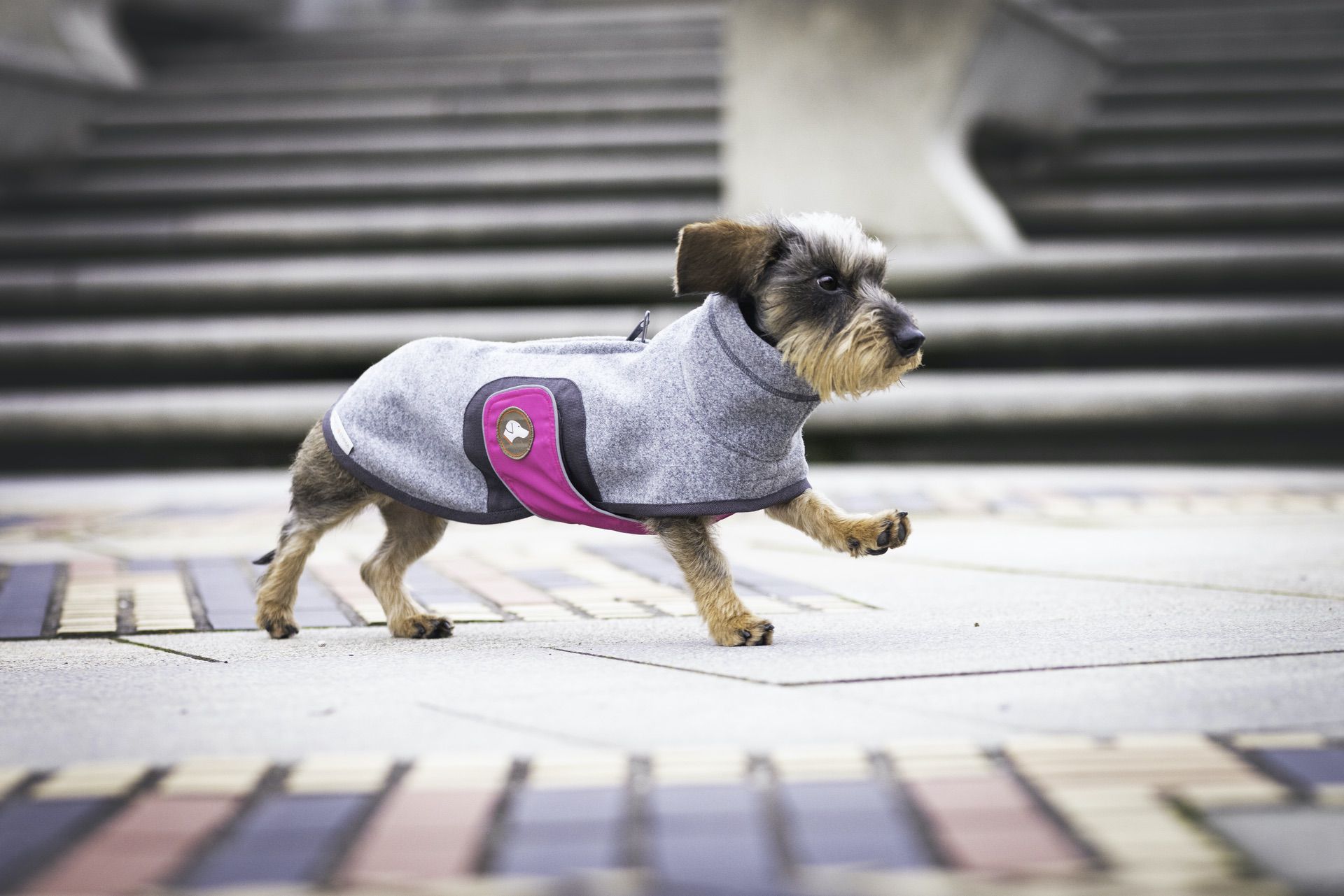 Hundemantel für Dackel