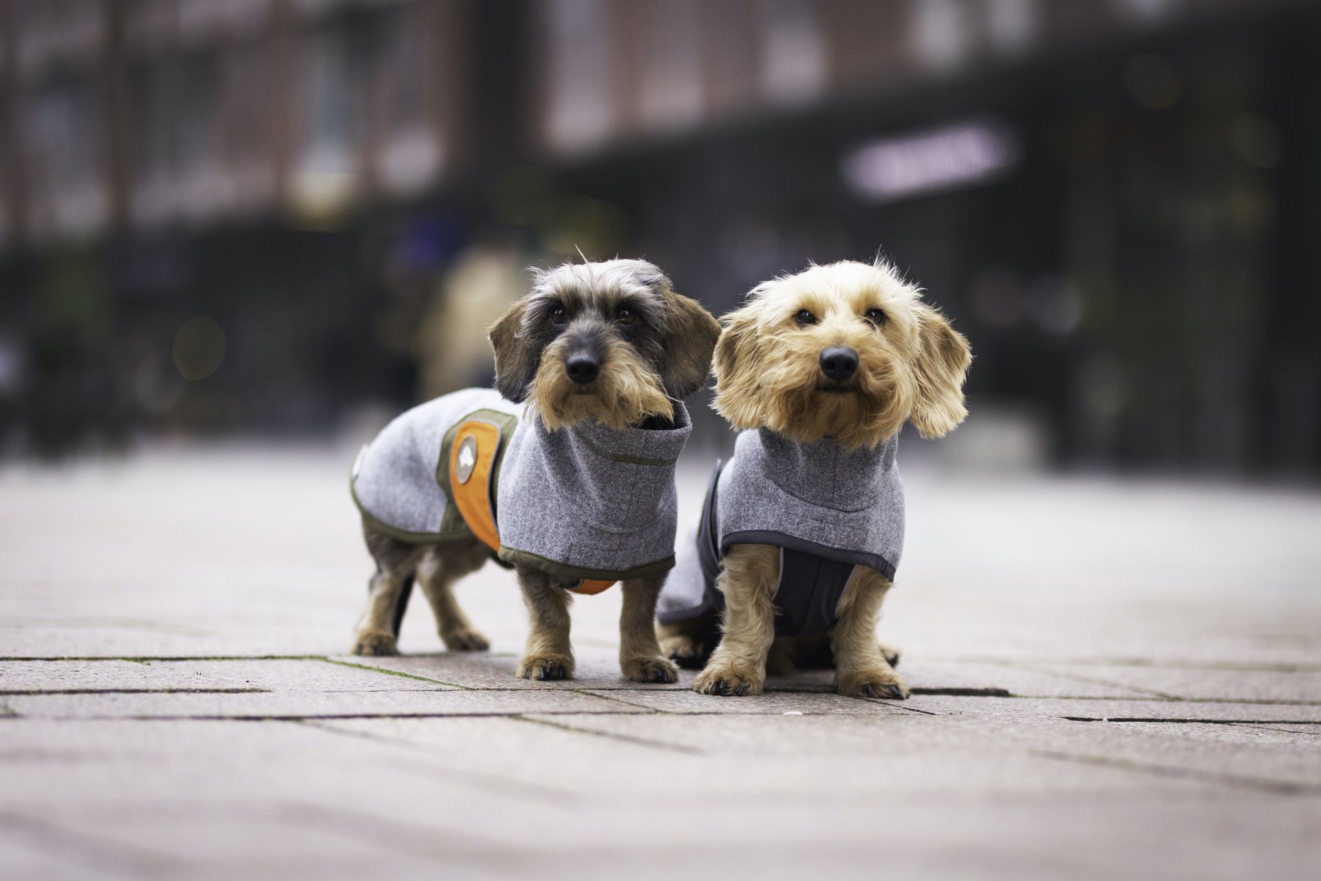 Hundemantel