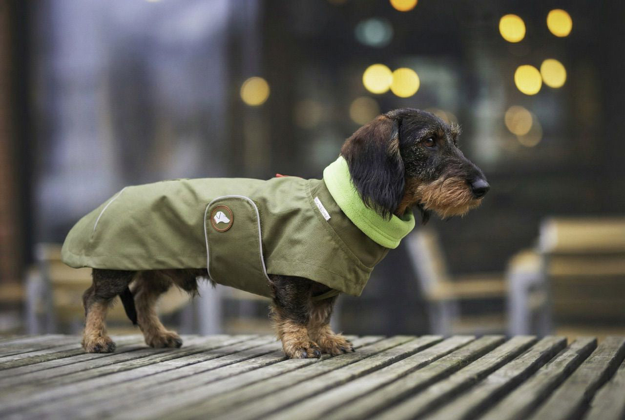 Dackelregenmantel Cooper in Olive Branch mit Gratis-Loop im Bundle