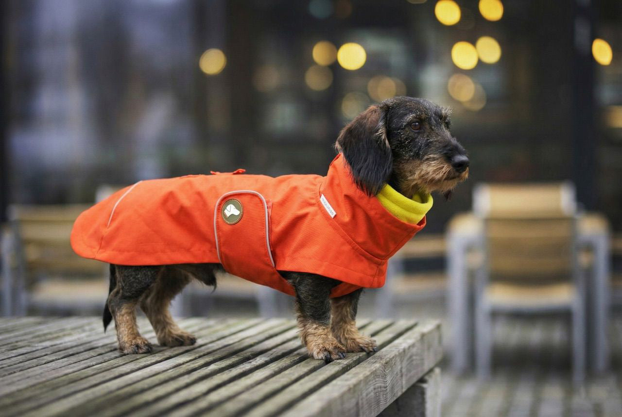 Dackelregenmantel Cooper in Pumpkin Orange mit Gratis-Loop im Bundle