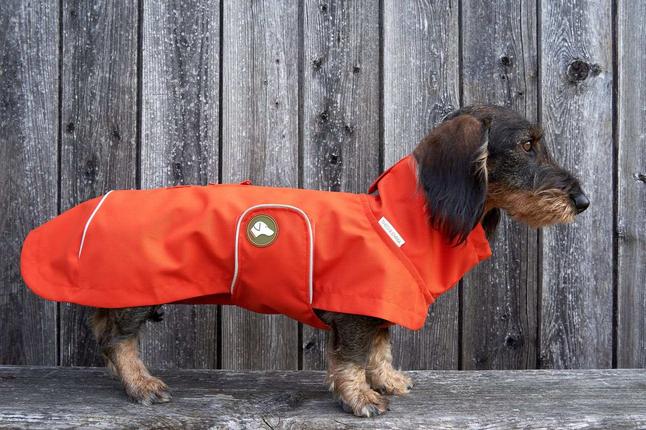 Dackel-Regenmantel Cooper in Pumpkin Orange