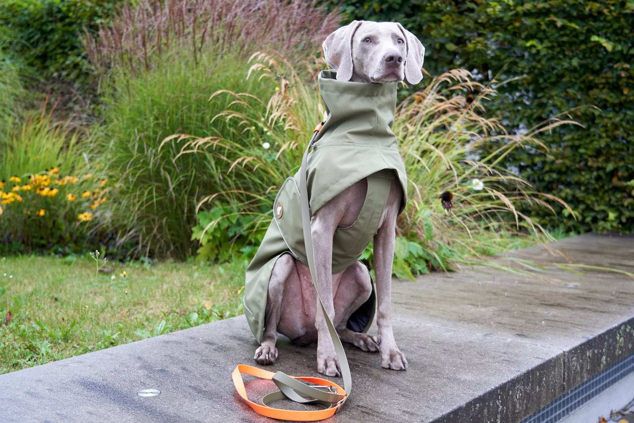 NEU: Hunde-Regenmantel Cooper in Oliv