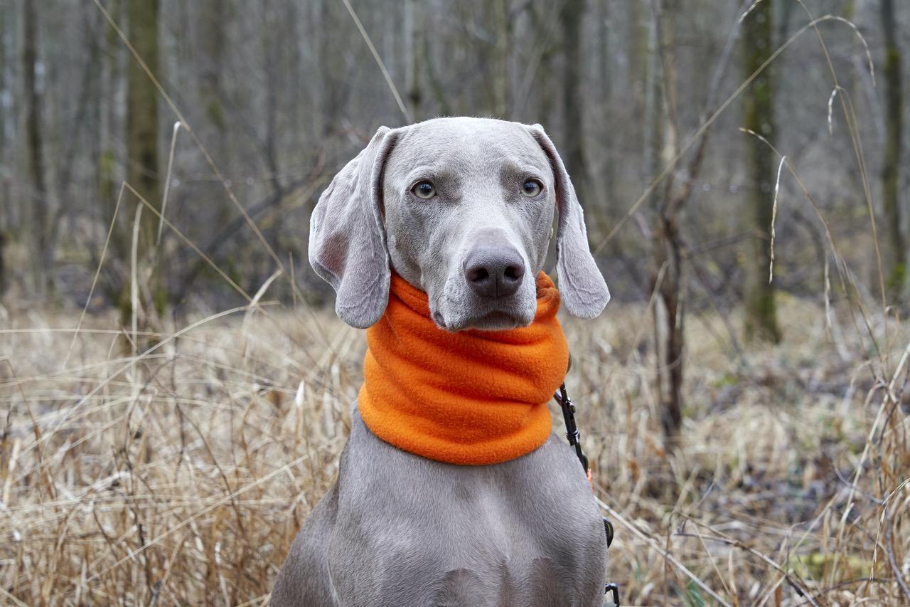 Hunde Schal Loop