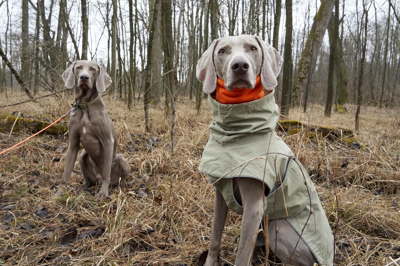 Hunde Schal Loop