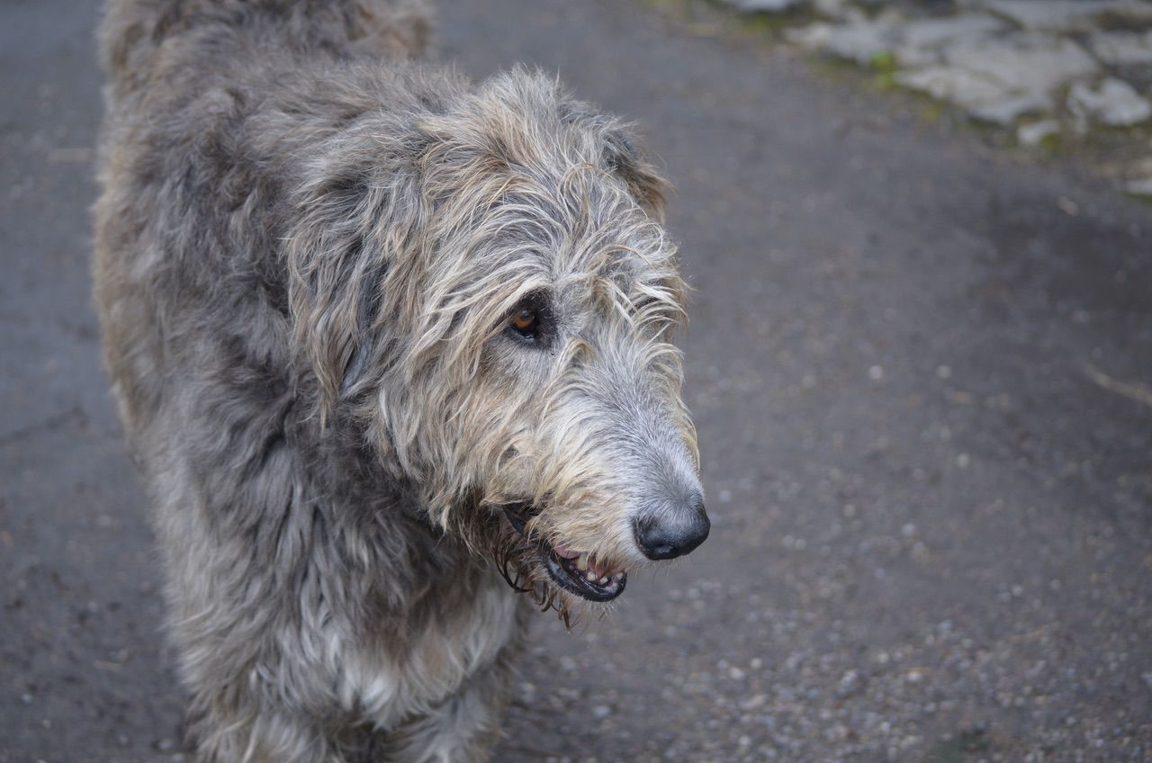 Hundemantel Irischen Wolfshund Dogge Deerhound