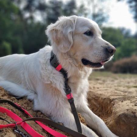 Hundhalsband