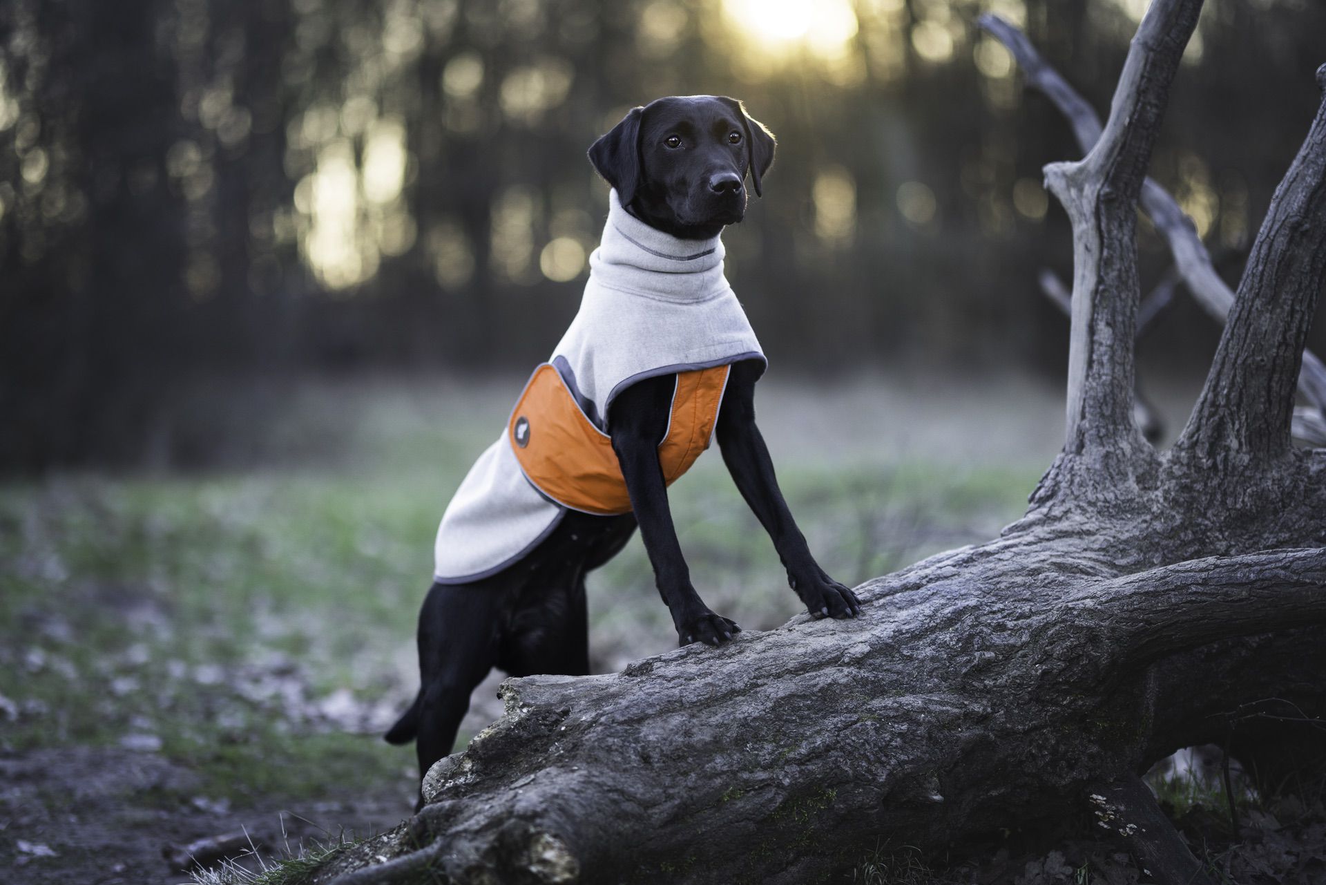 Hundemantel für große Hunde