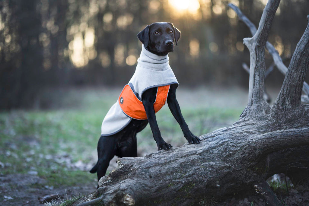 Hundemantel für große Hunde