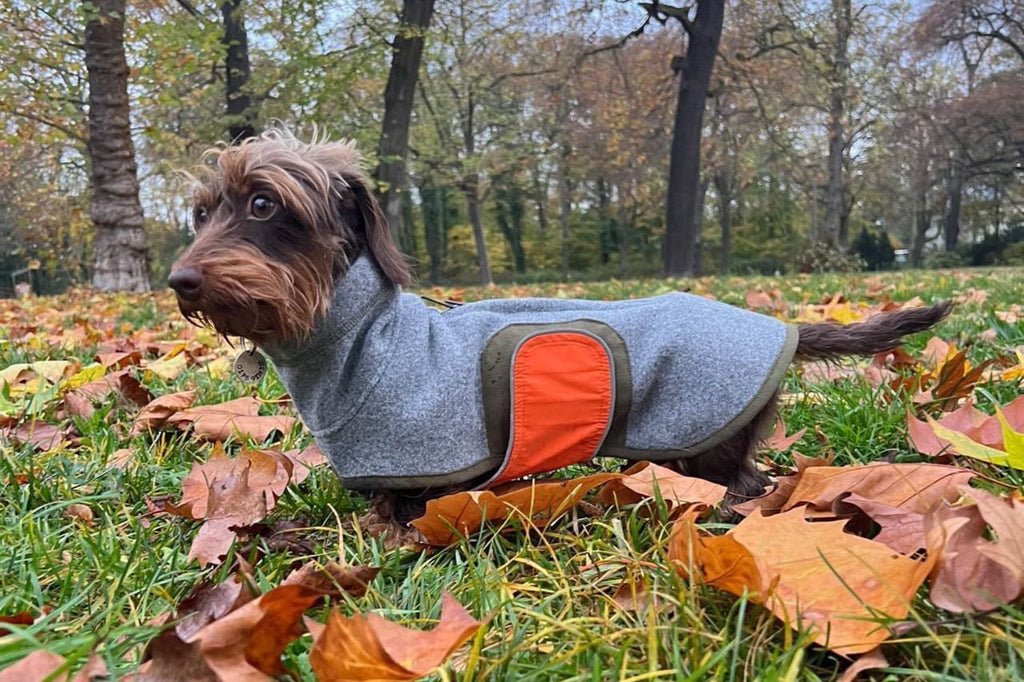 Hundemantel für Dackel