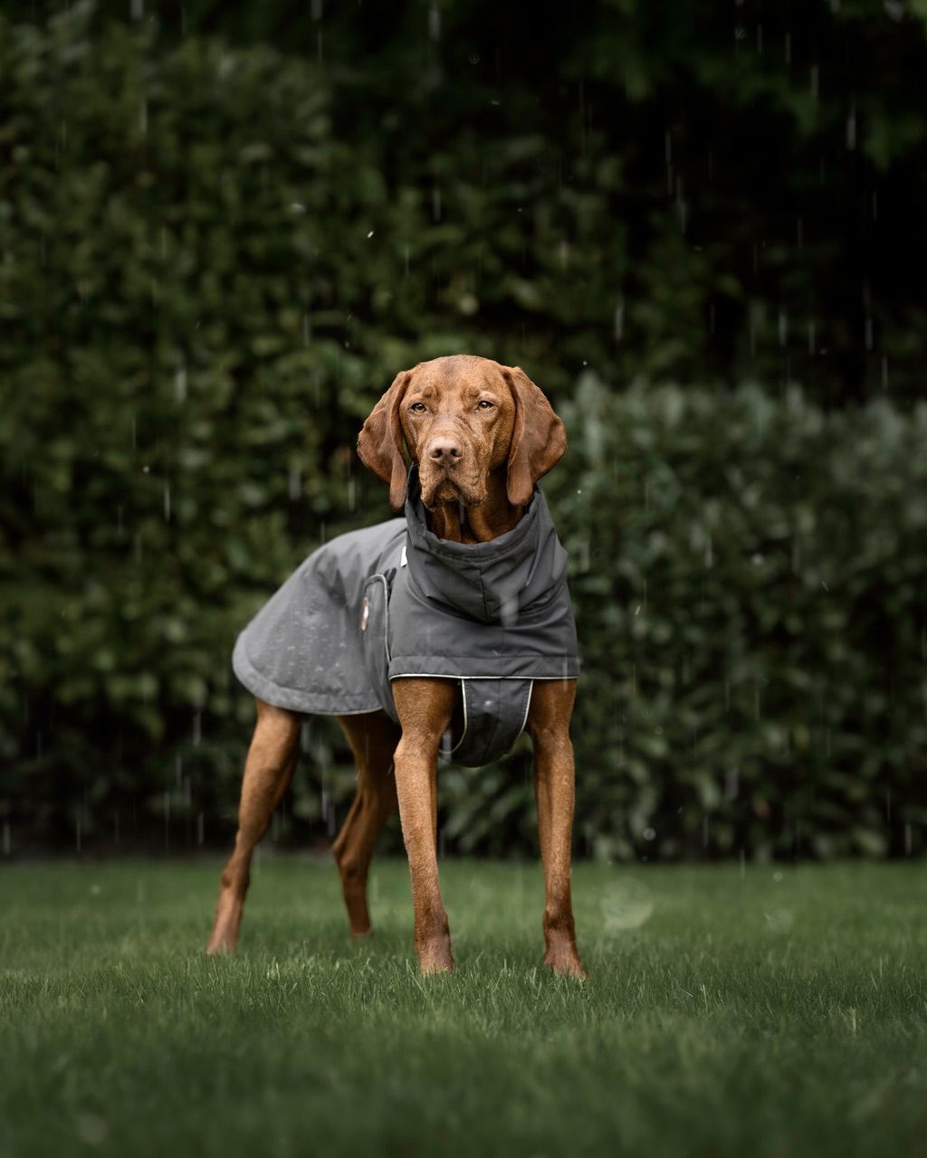 Hundemantel für große Hunde